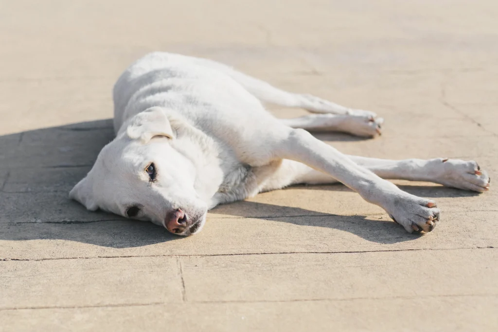chien blanc soleil