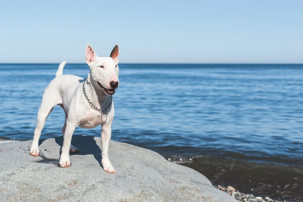bull terrier plage