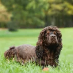 American Water Spaniel