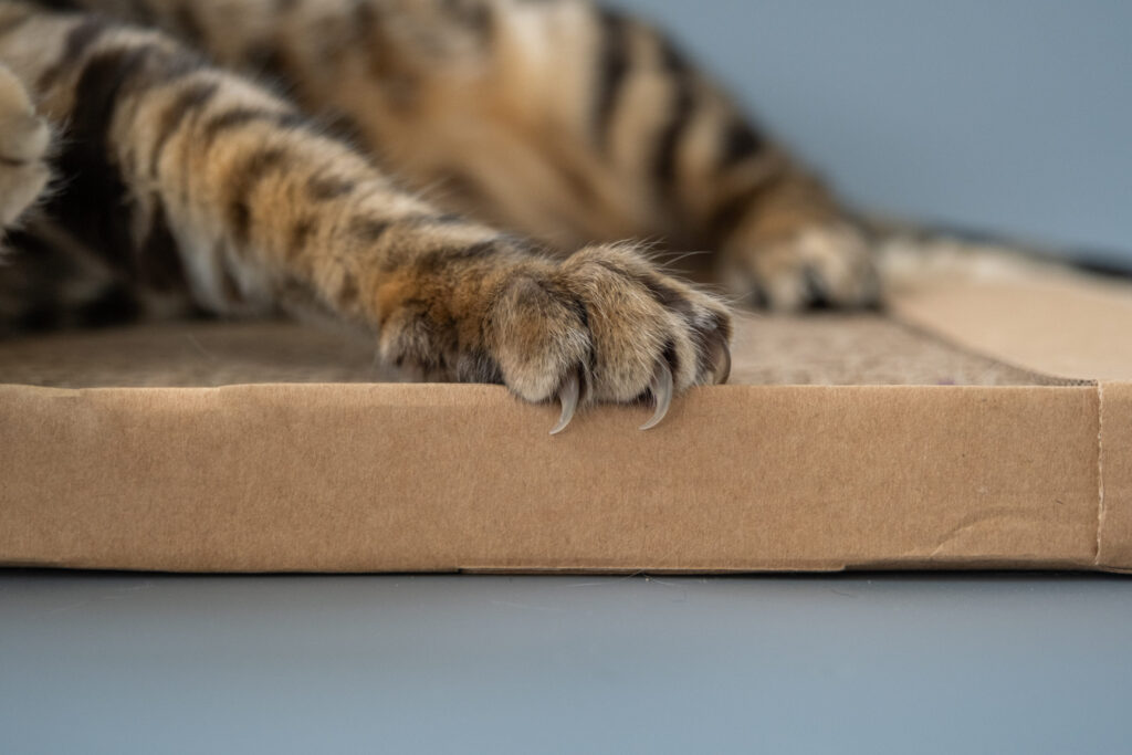 griffe du chat qui s'effrite