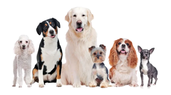 chiens de plusieurs races