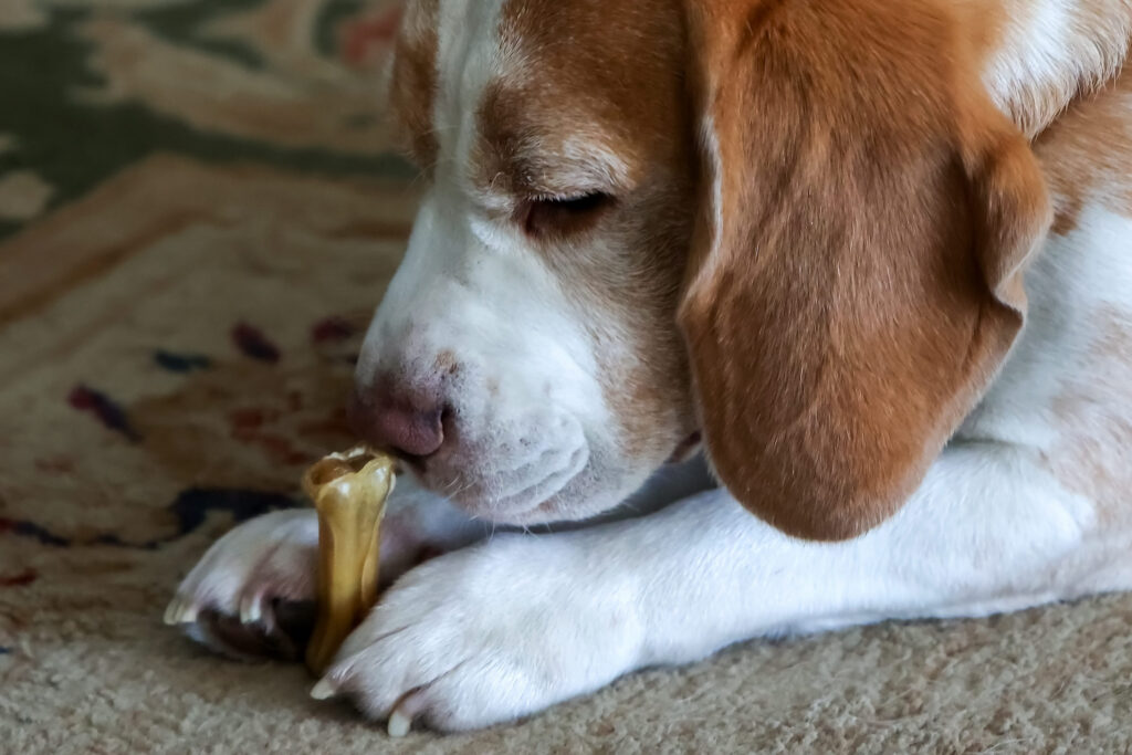 Chien et os à mâcher