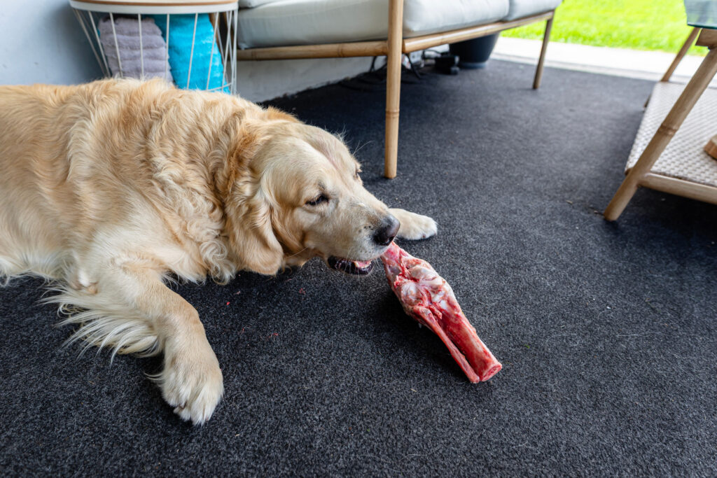 Chien adulte mangeant un os