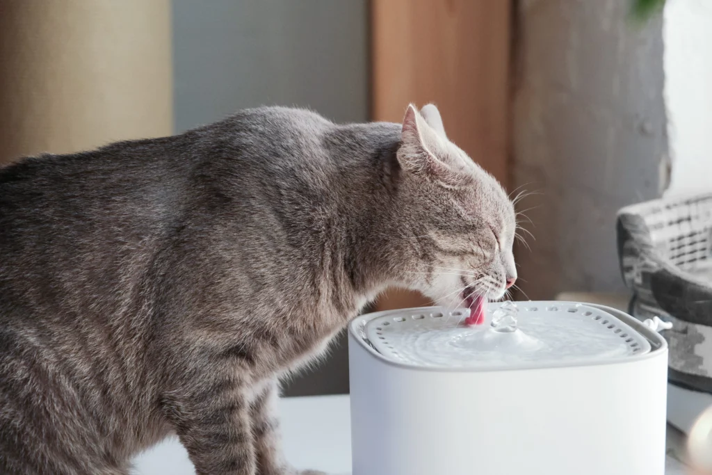 chat fontaine a eau