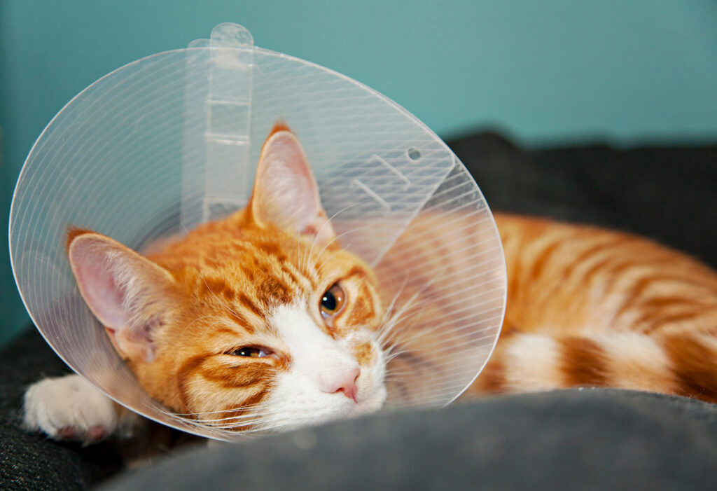 Chat qui a eu un accident
