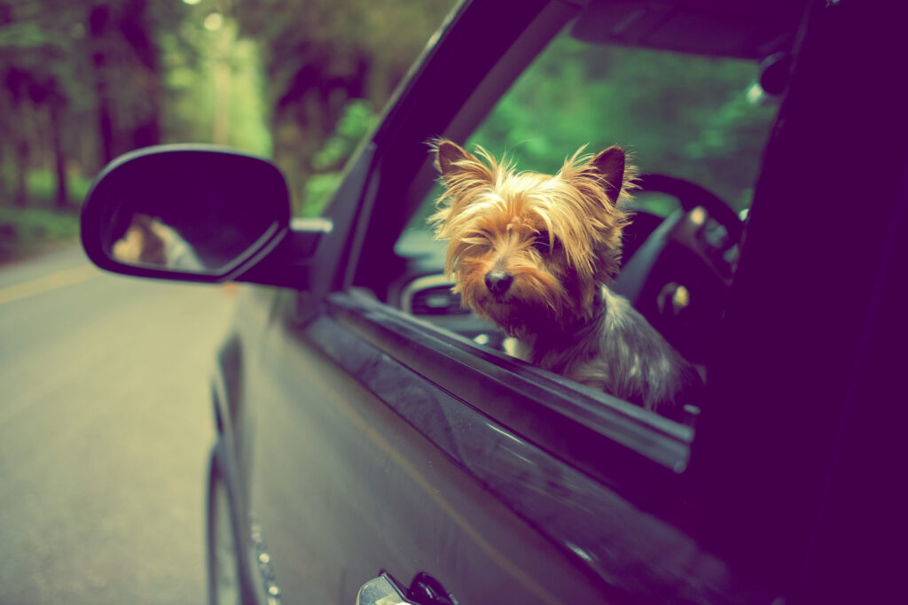 trajet en voiture avec un chien