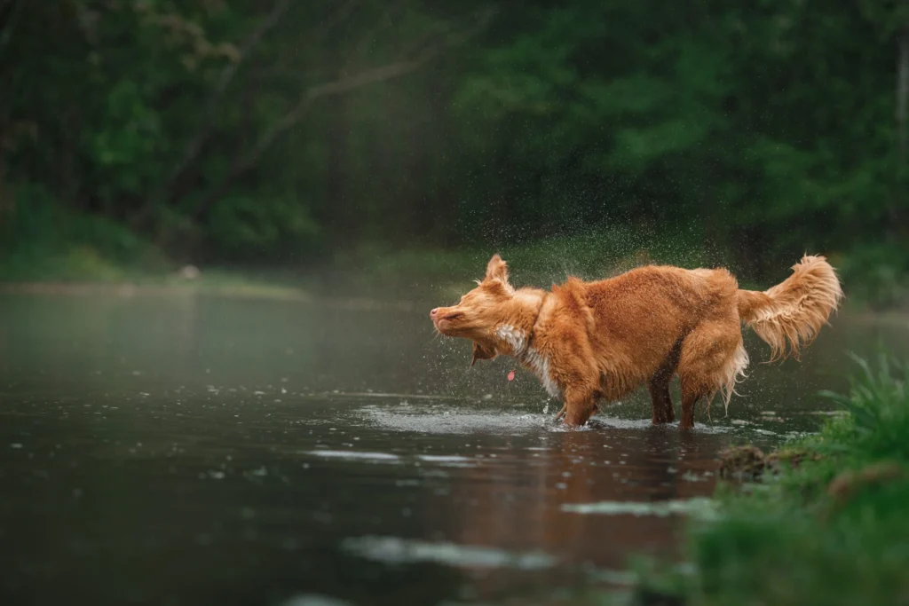 chien baignade lac