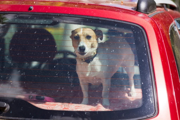 Peut-on laisser son chien en voiture par forte chaleur ? 