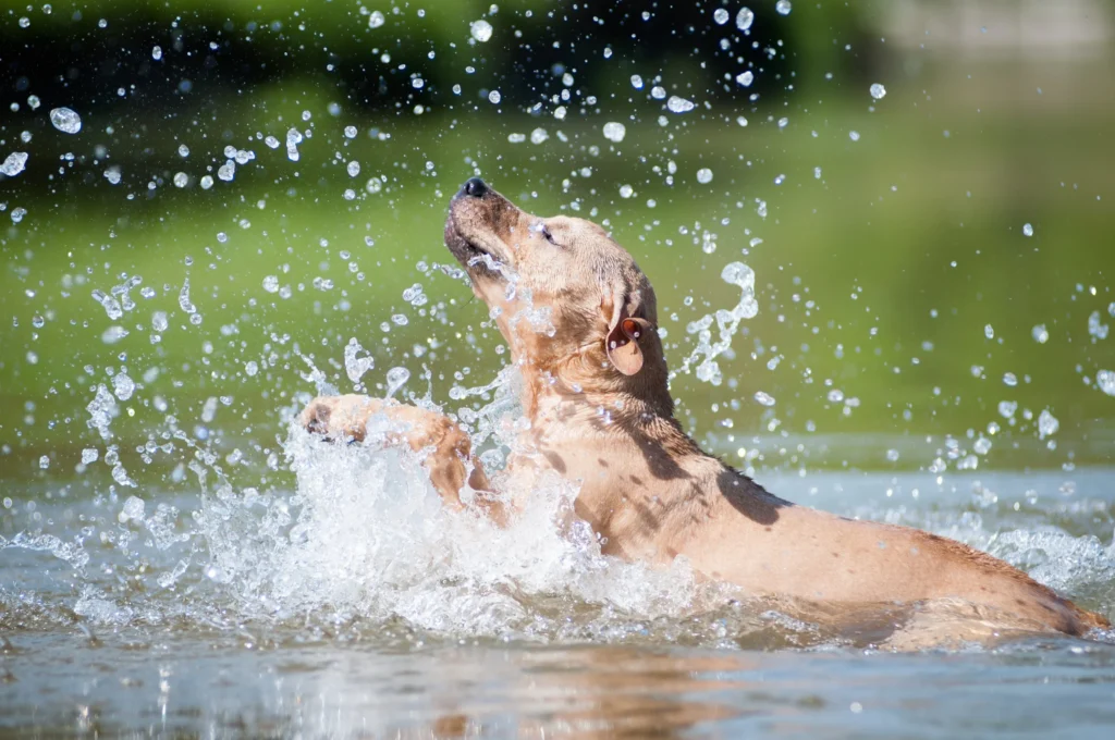 chien se baigne