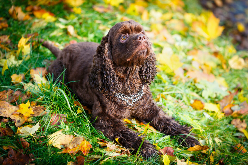 American Water Spaniel adulte