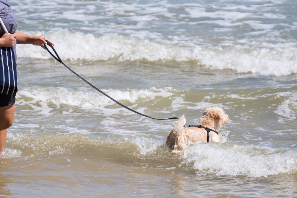 Chien à la mer