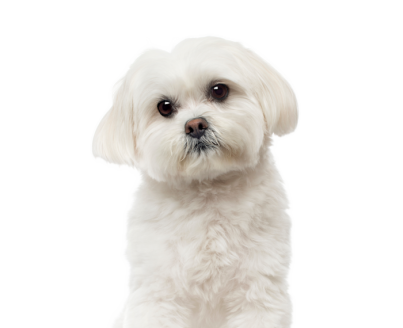 Bichon Maltais