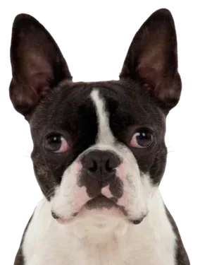 assurance boston terrier