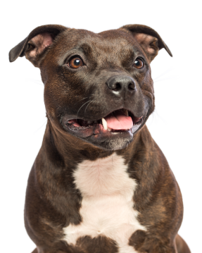 Staffordshire Bull Terrier