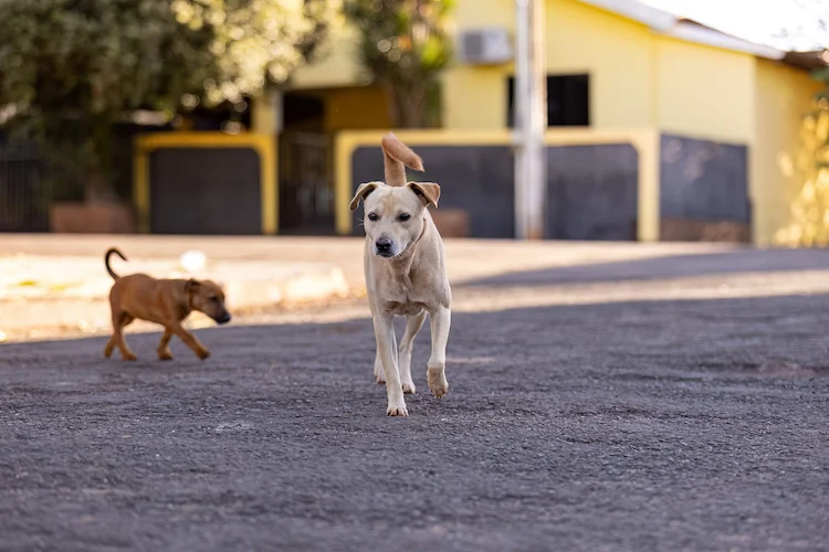 Chien non tenu en laisse : attention aux accidents