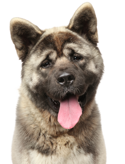 akita_americain