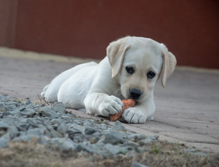Que faire si mon chien a avalé un caillou ?