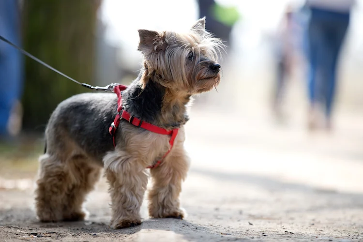 chien en laisse