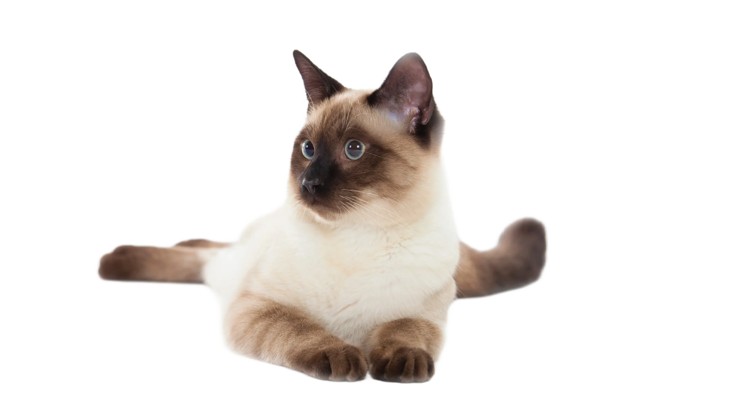 siamois couché 