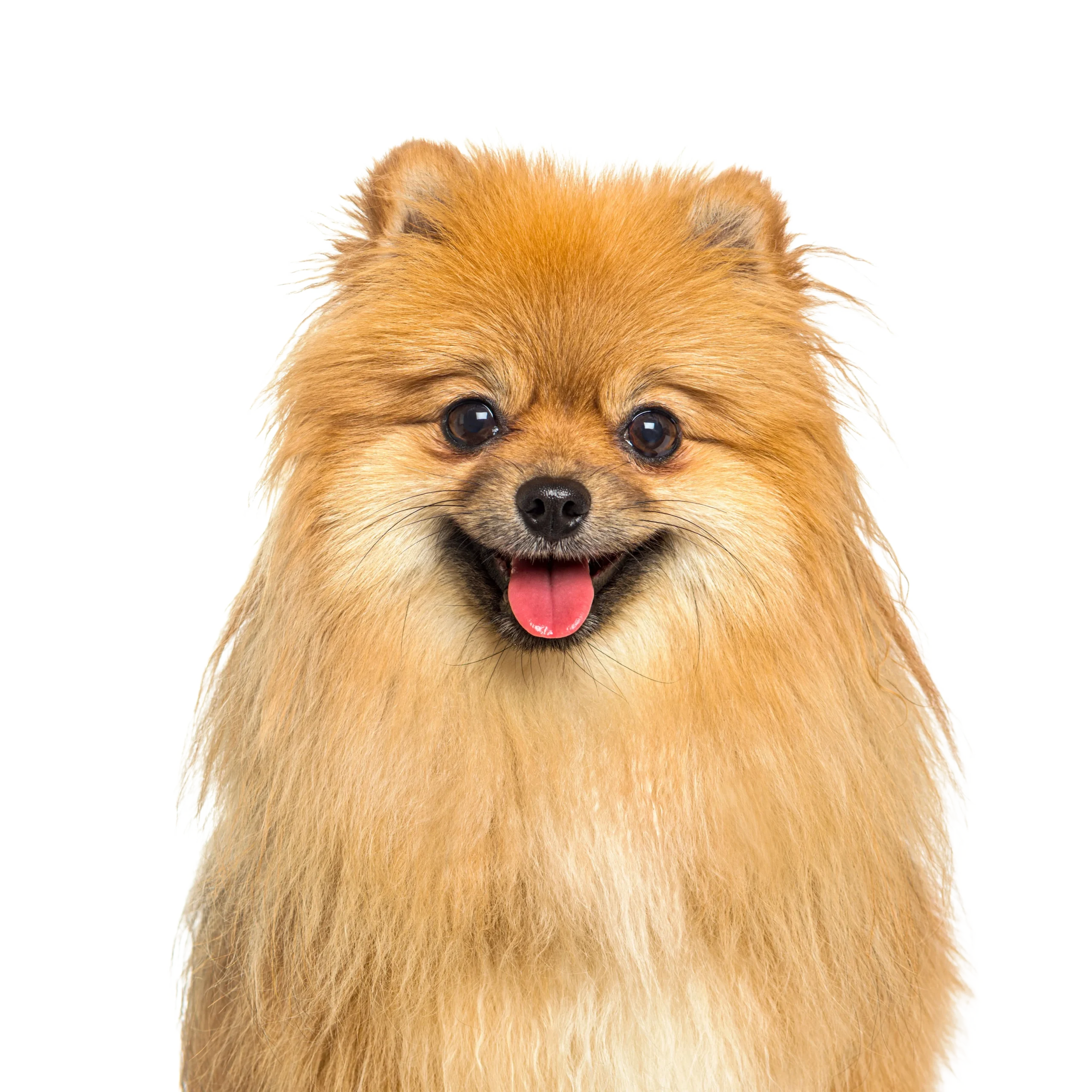 Spitz Nain Allemand