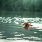 American Chesapeake Bay Retriever