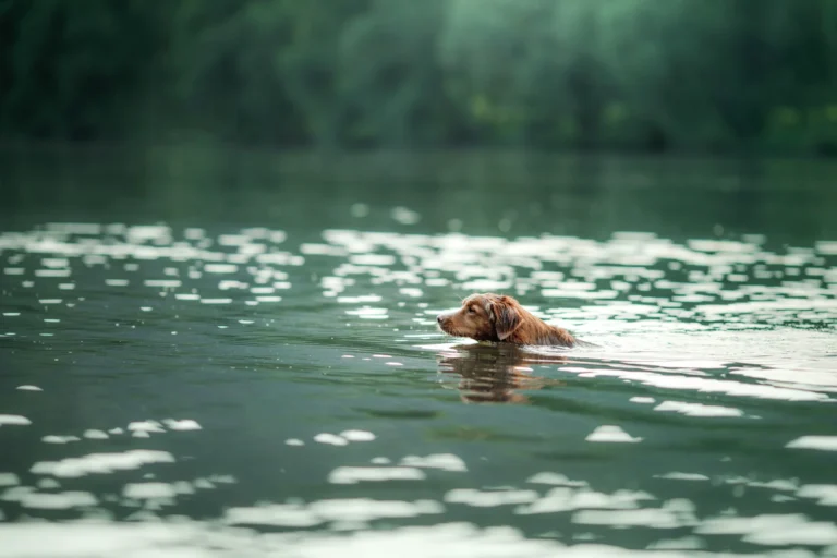 American Chesapeake Bay Retriever
