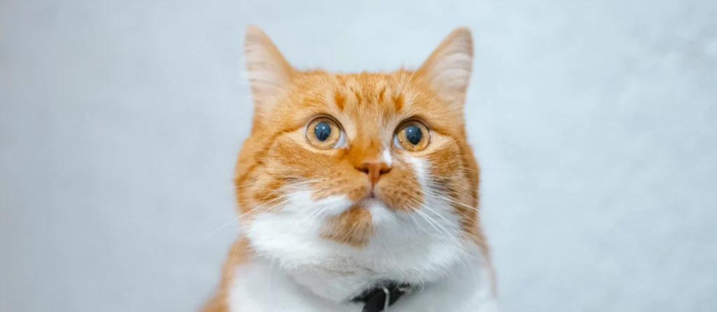 gros chat roux et blanc