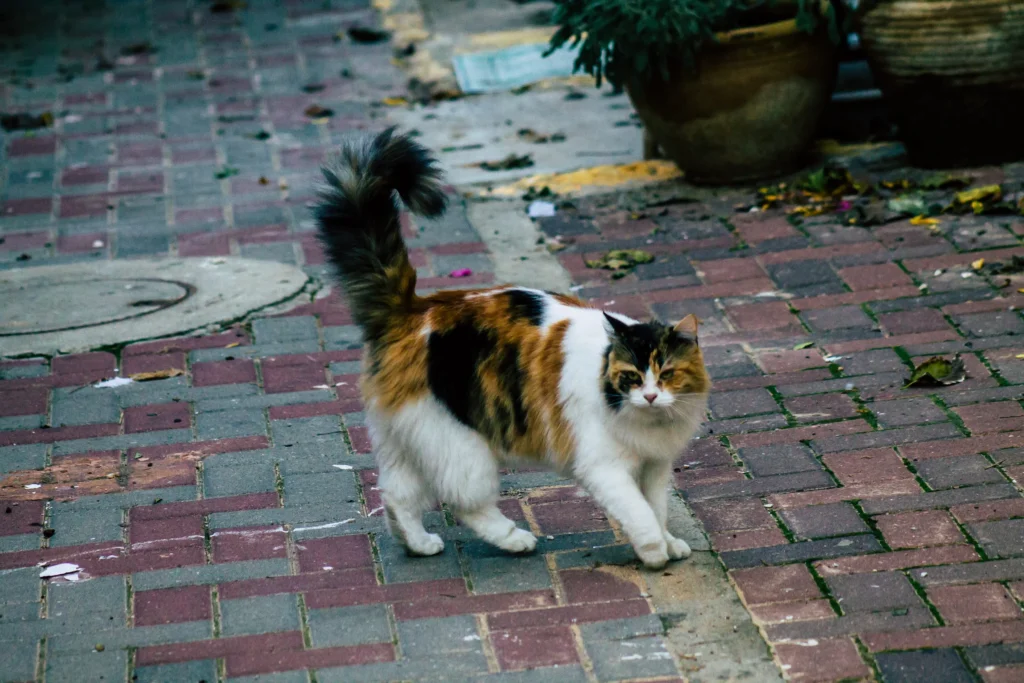 chat tricolore avec patte gonflee dans la rue
