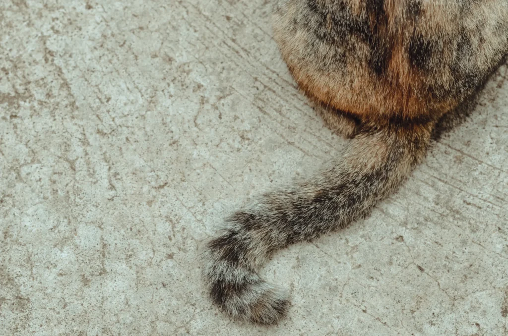 queue et derrière du chat