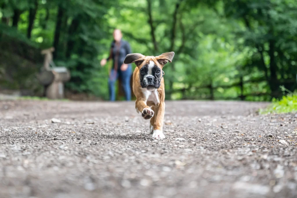 chiot boxer qui court