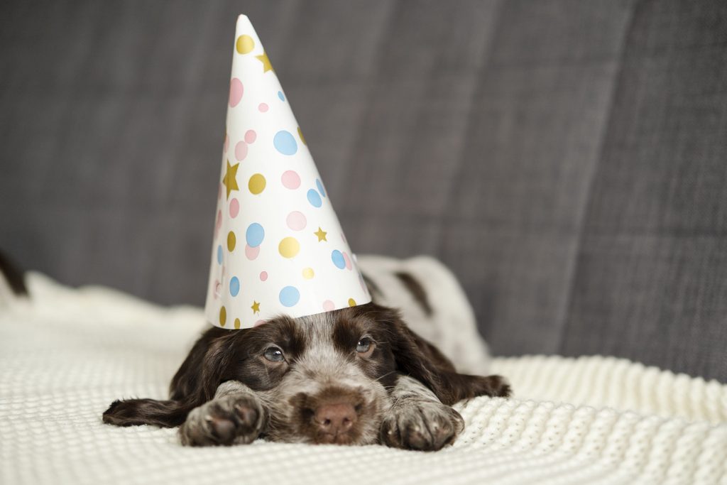 chiot épagneul de Picardie