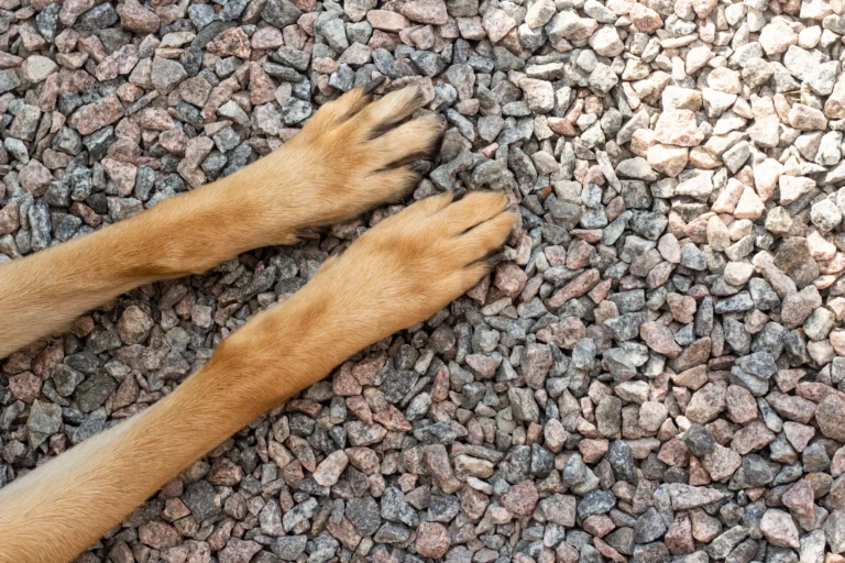 Pronostic de l&rsquo;ostéosarcome chez le chien