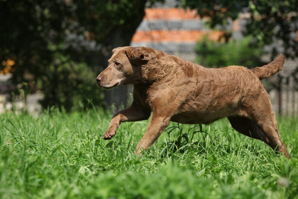 American Chesapeake Bay Retriever dans l'herbe