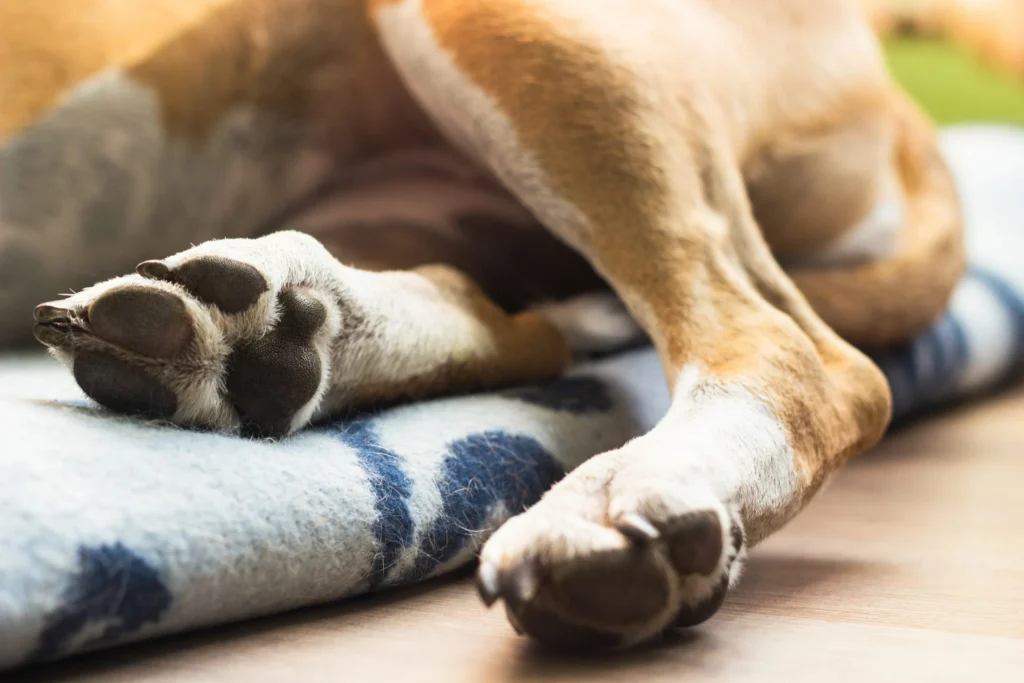 pattes de chien