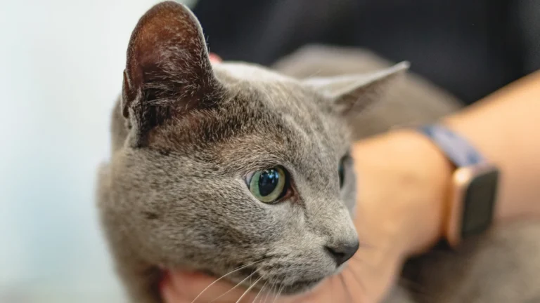 Conseils sur les glandes anales du chat