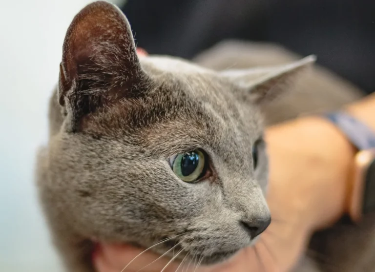 Conseils sur les glandes anales du chat