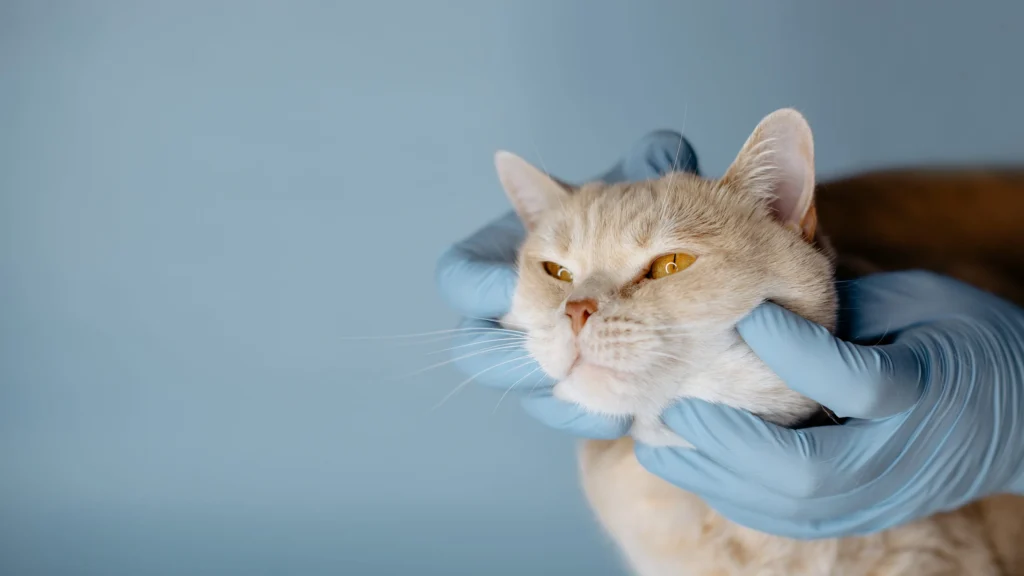 chat examine par un veterinaire