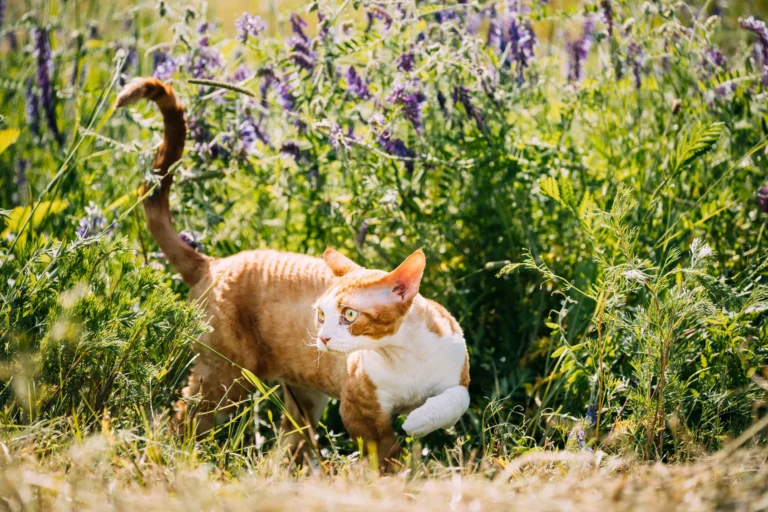 Causes de boiterie chez le chat