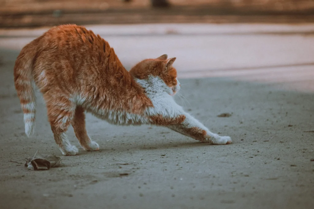 chat blanc et roux qui s etire dans la rue