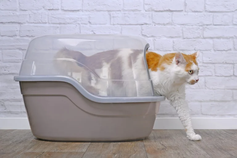 L&rsquo;obstruction urinaire du chat, véritable urgence