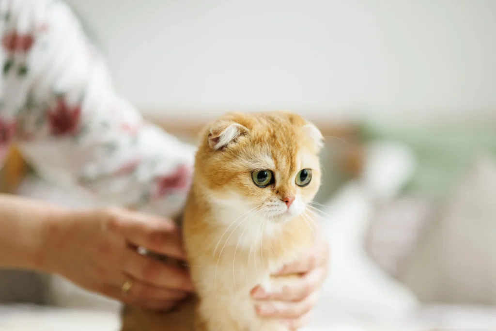 chaton examen chez le veterinaire