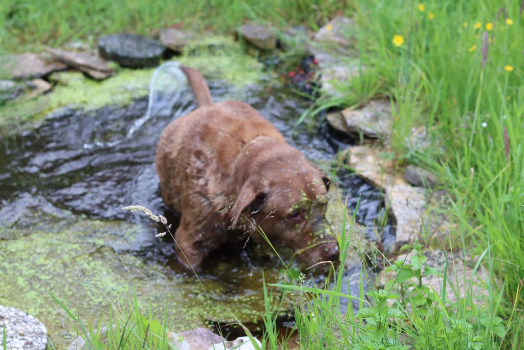 American Chesapeake Bay Retriever dans l'eau