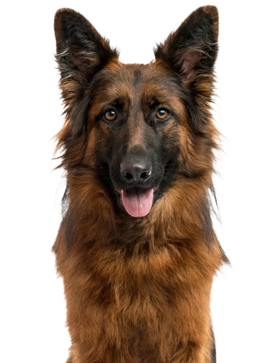 Berger Allemand
