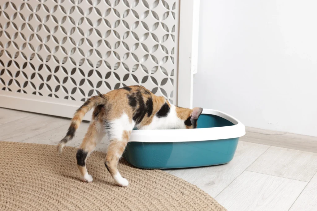chat dans sa litiere