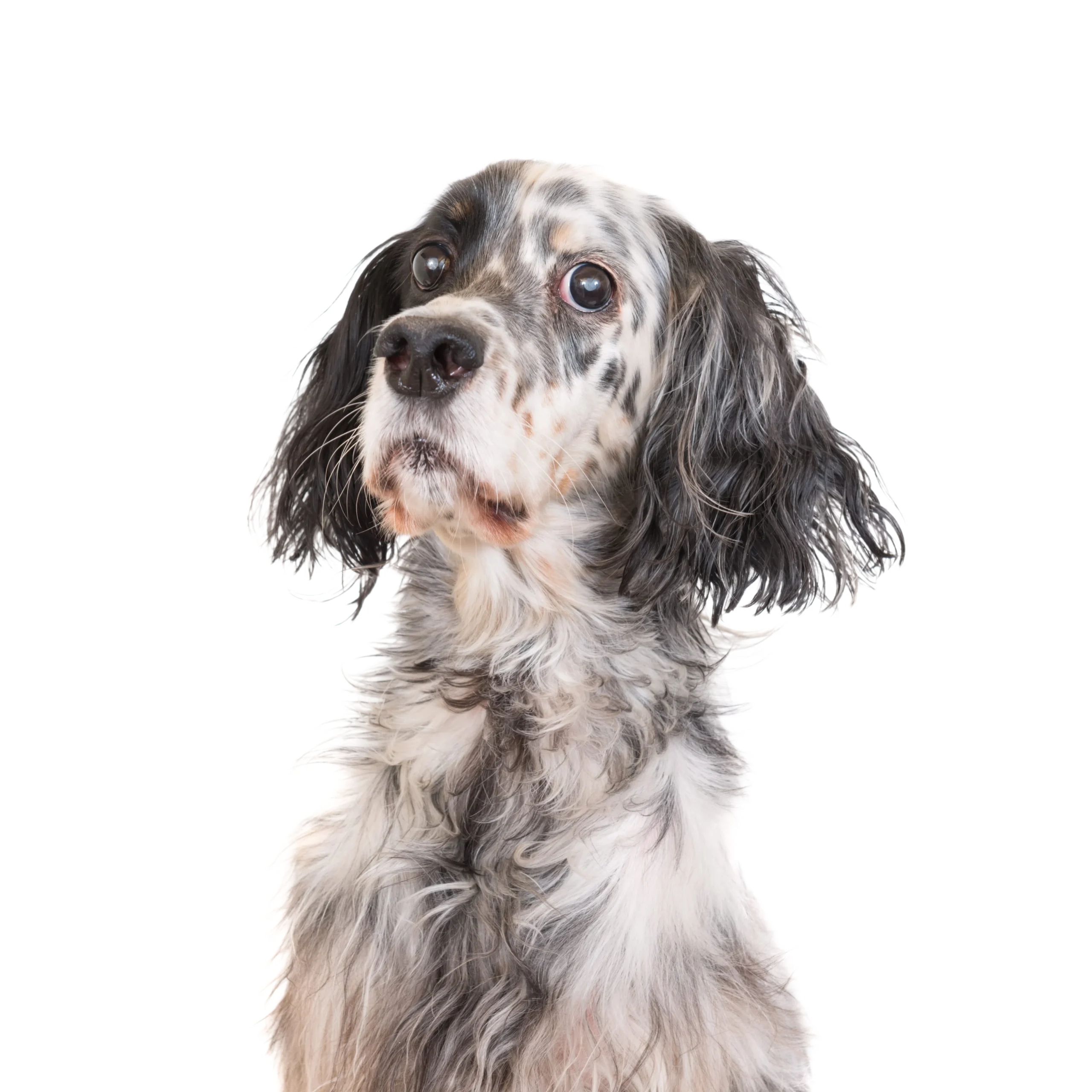 setter anglais