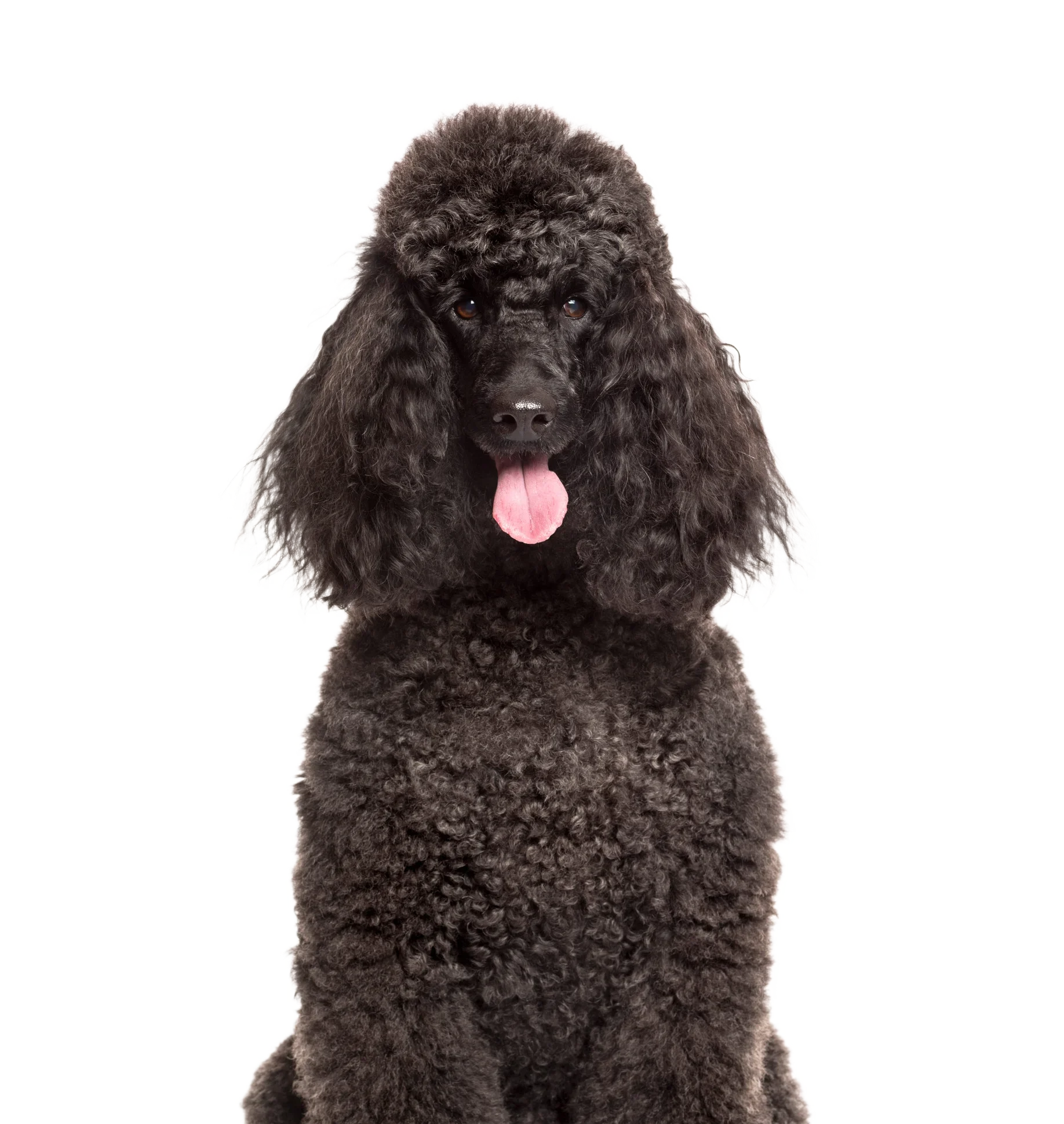 Caniche