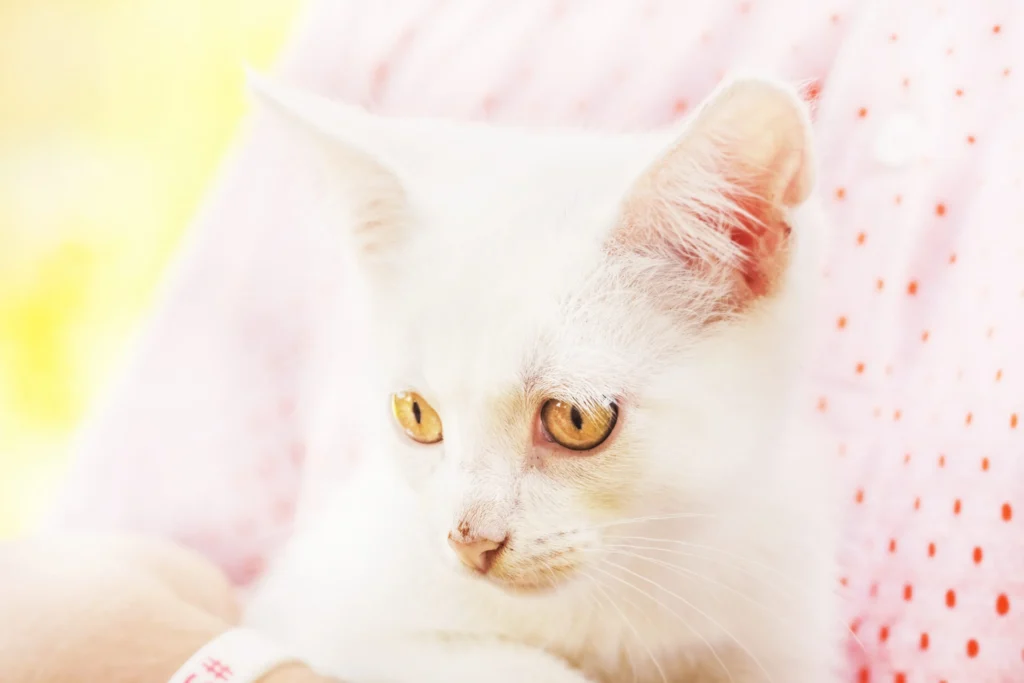 chaton blanc dans les bras