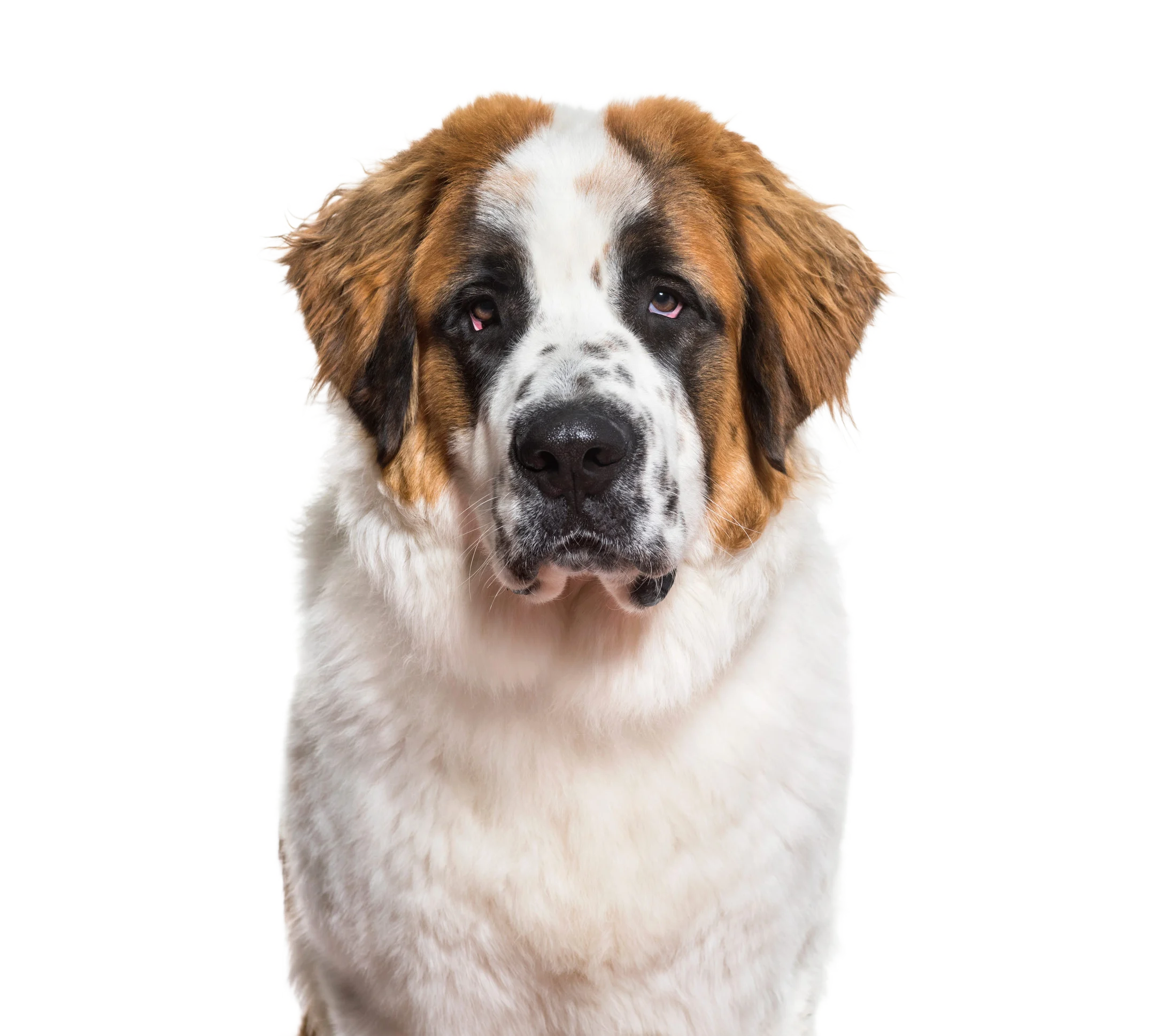 Saint Bernard