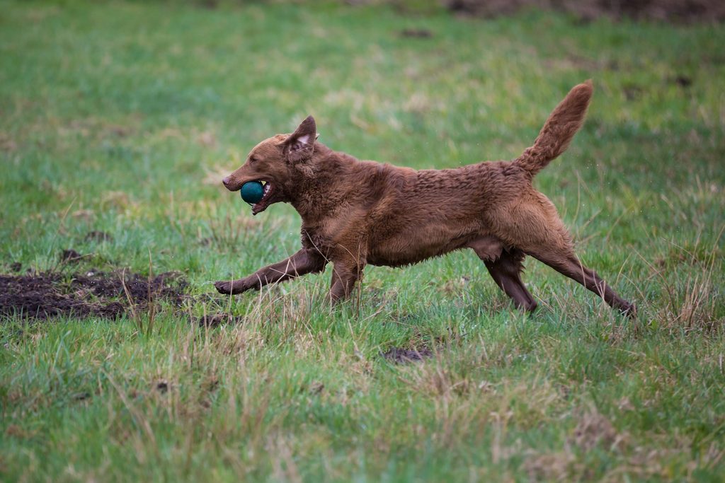 American Chesapeake Bay Retriever qui court