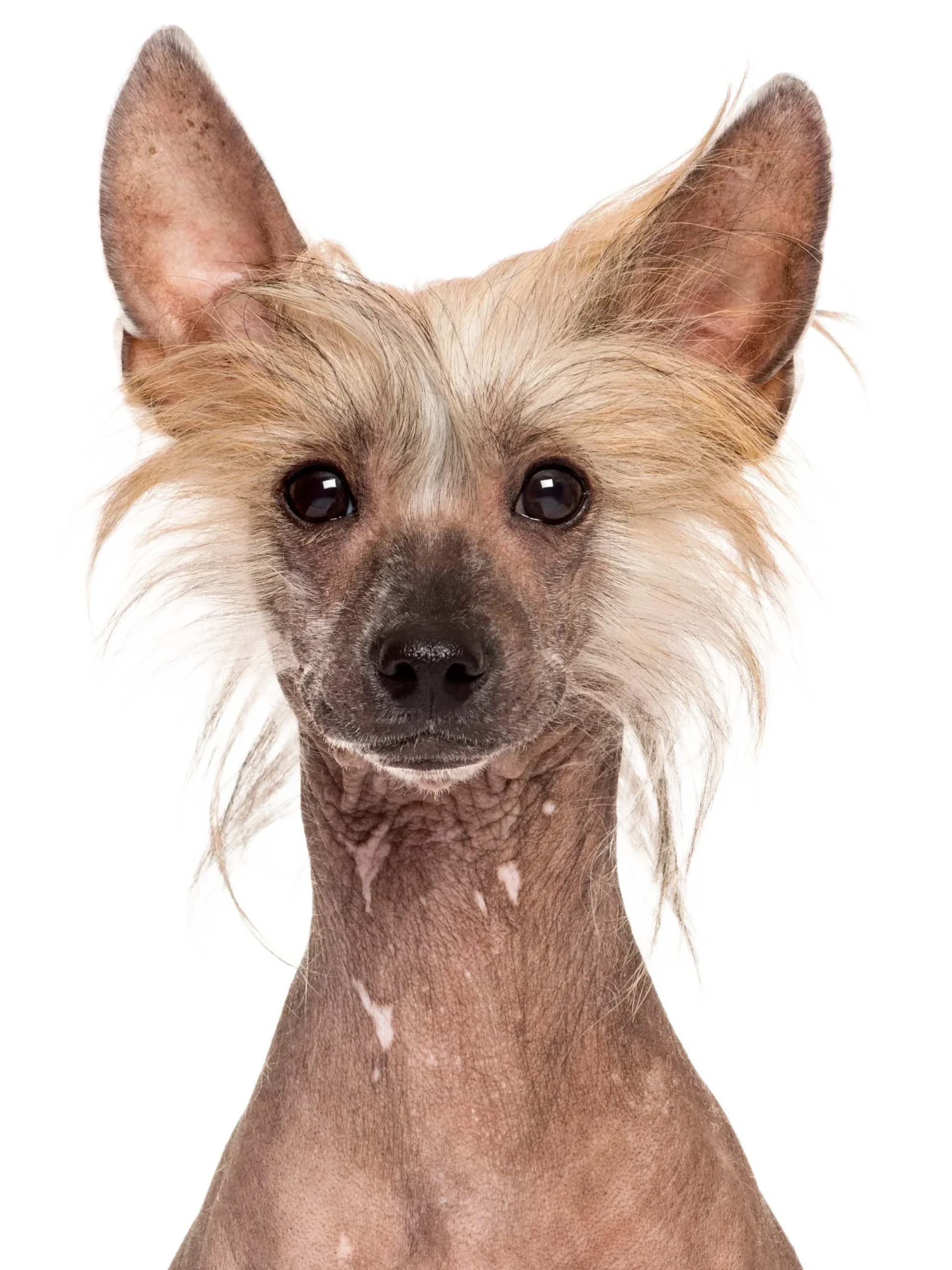 Chien Chinois Crete